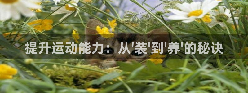 凯捷体育集团logo:提升运动能力:从\'装\'到\'养\'